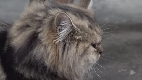 OMG These Cats Are So Cute And Beautiful | Viral Cat