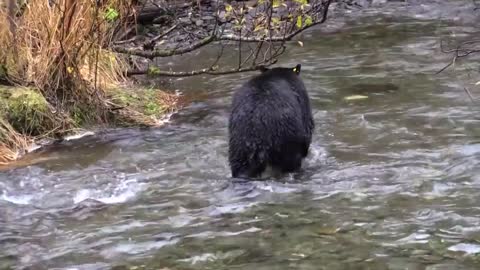 Bear In The river || Bear Catching Fish