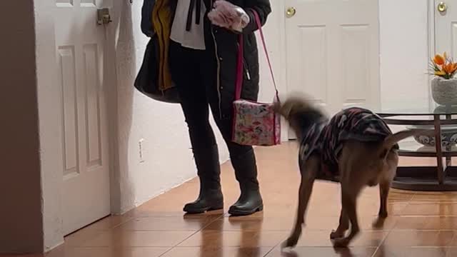 Excited Dog Jumps For Joy at Owners Return Home