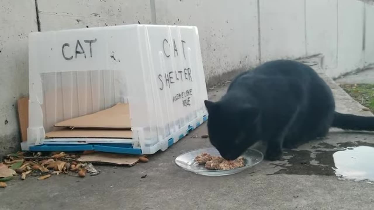 20240105 164754 Tux Eating by Shelter