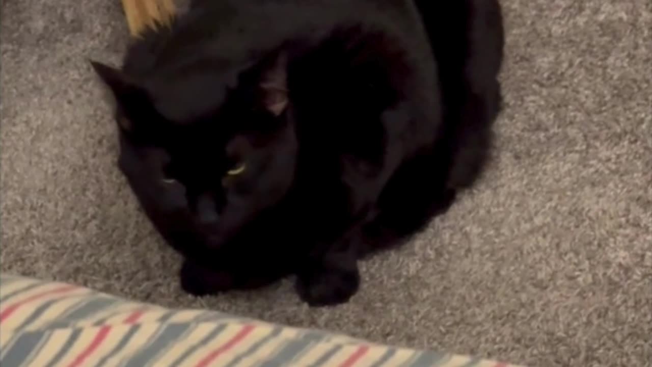 Adopting a Cat from a Shelter Vlog - Cute Precious Piper Looks Like She is Up to Something #shorts