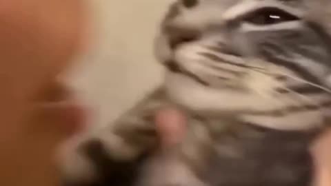 Funny Cats and Dogs Videos .