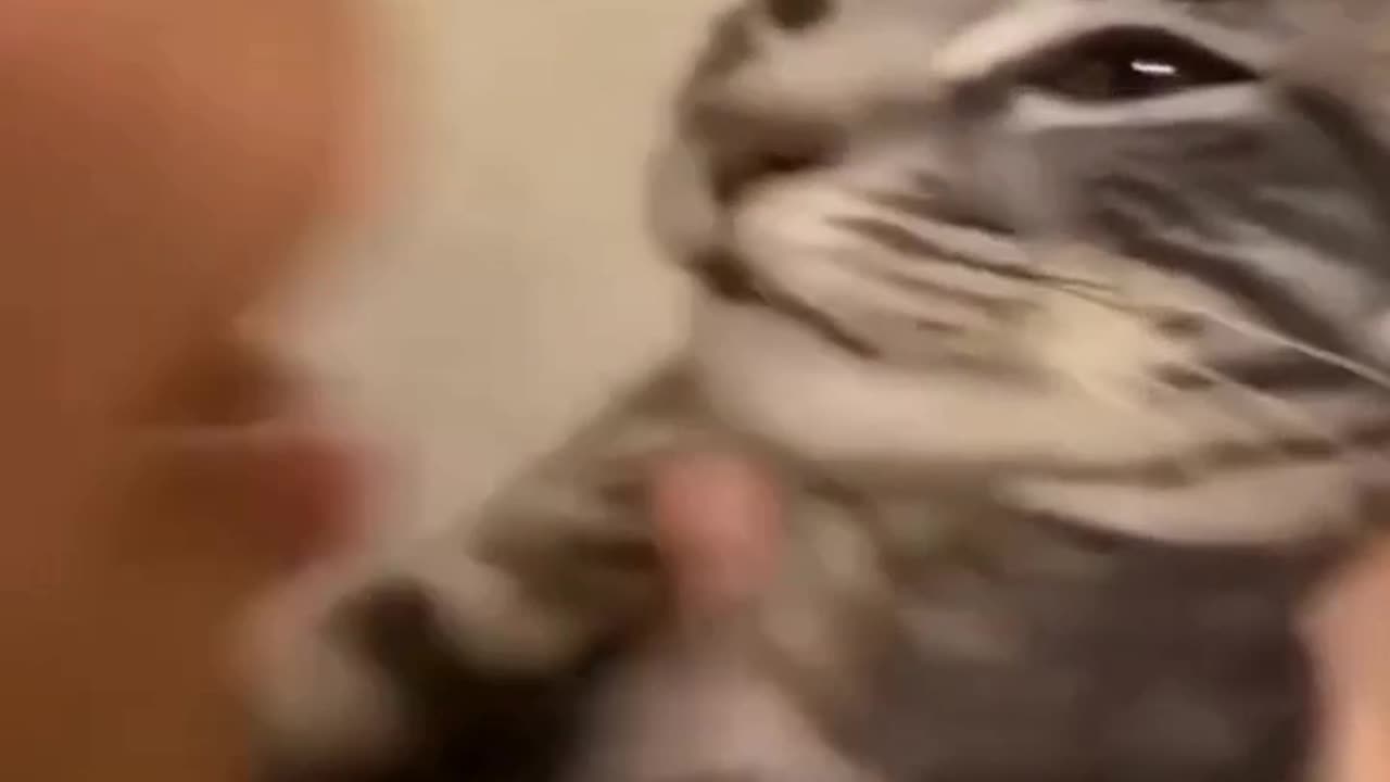 Funny Cats and Dogs Videos .