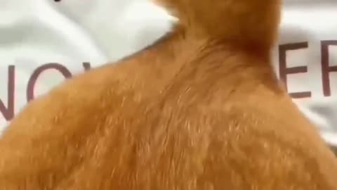 Strange movement of dog and cat