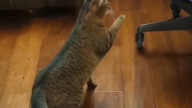 top animal funny in the world