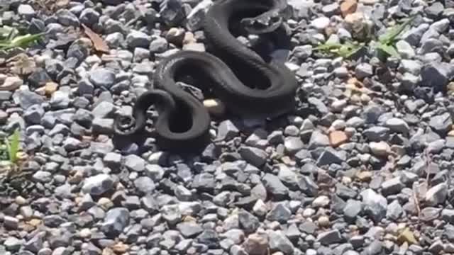 Eastern Hognose Snake going for an Oscar