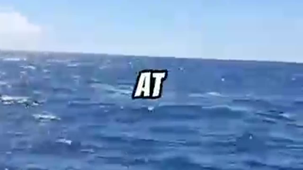 Sharks jump into the boat