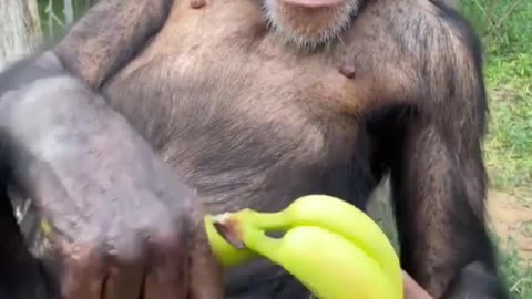 Funny monkey video