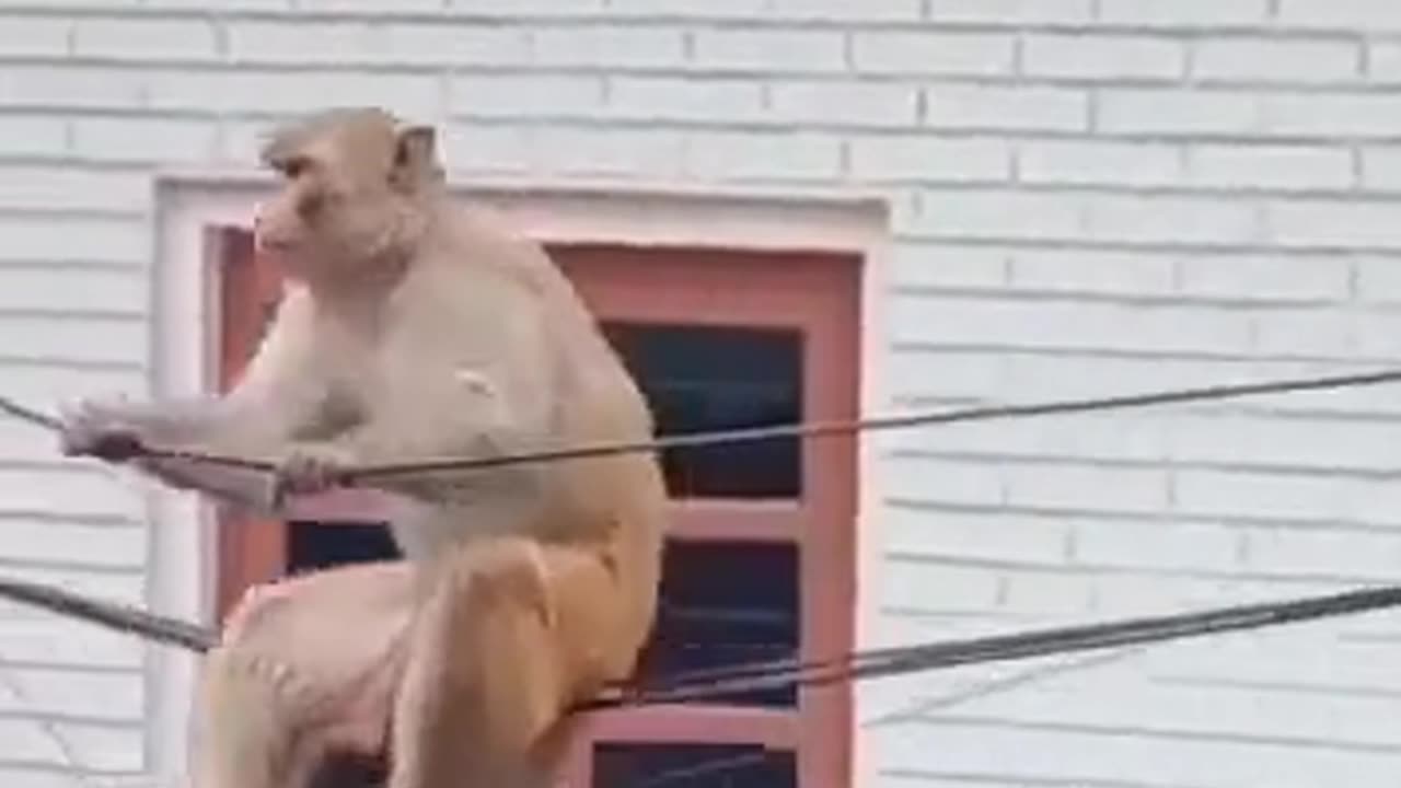 Monkey enjoy