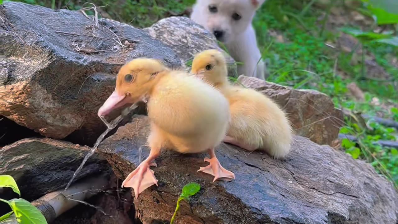 Puppy and ducklings