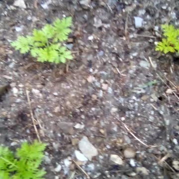 Artemisia annua and 1 Artemisia absinthium