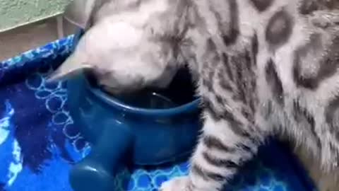 learn from the cat, if you pour your emotions into the water