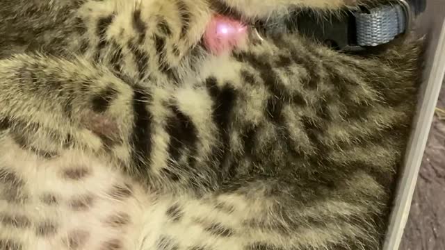 Kittens Nap in Food Container