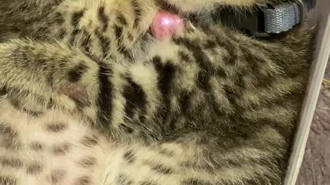 Kittens Nap in Food Container