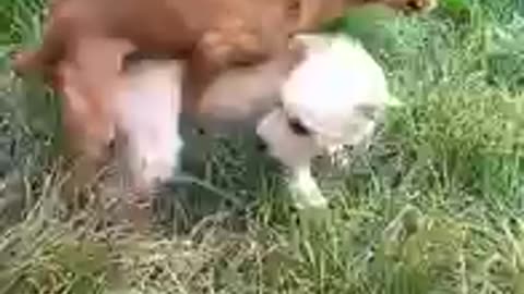 Animal behavior