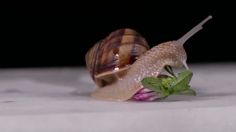 snails 4