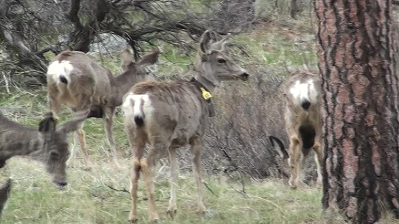 Who is tagging these deer and what for.