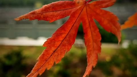 Beautiful leaves