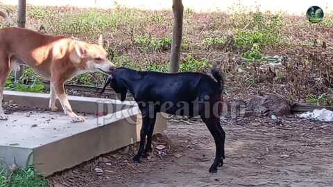 Dog fitting on goat