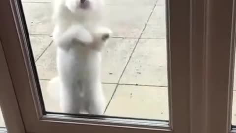 FUNNY VIDEO