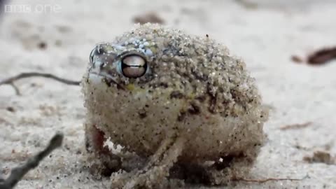 A tiny angry squeaking Frog | Super Cute Animals - BBC