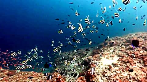 Inhabitants of the underwater world