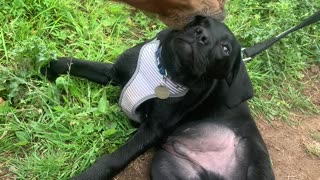 Horse Mistakes Puppy for Foal