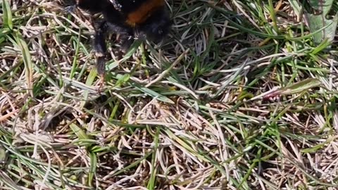 Bee Walking In North Wales.