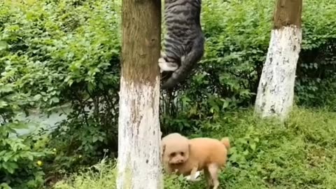 Cat and dog playing