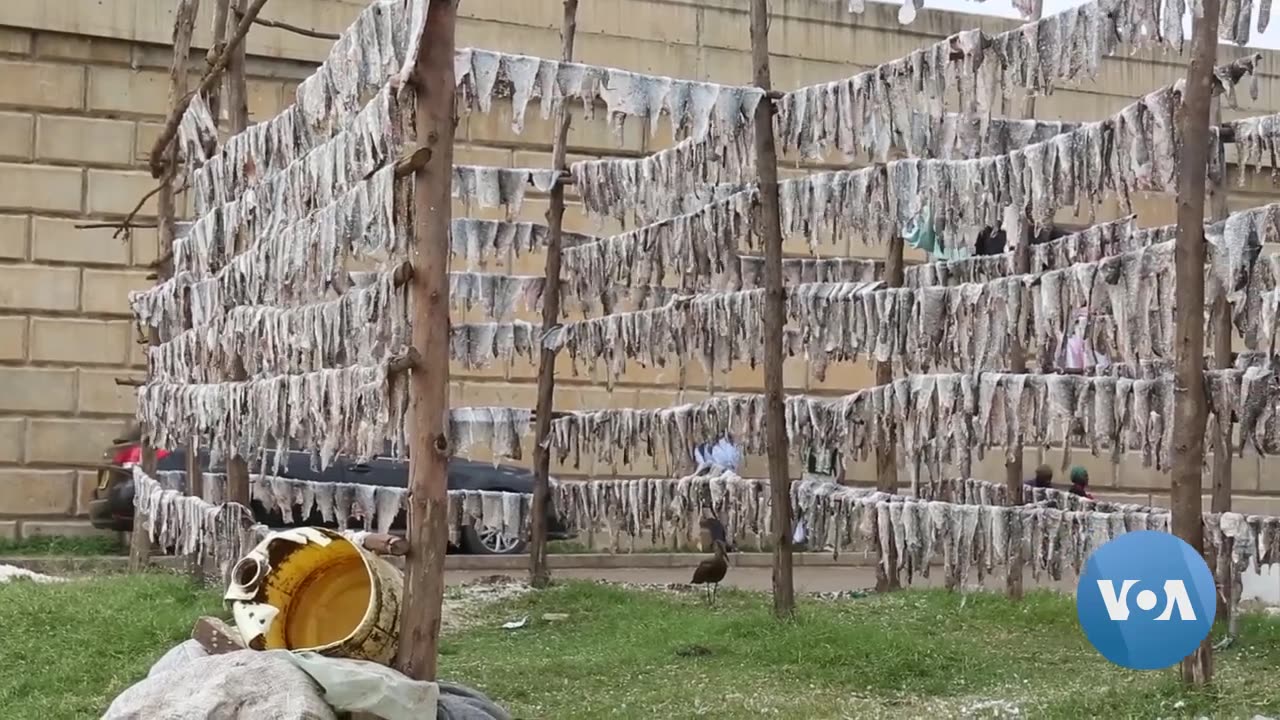 Kenyan Innovator Makes Leather Clothes From Fish Skin