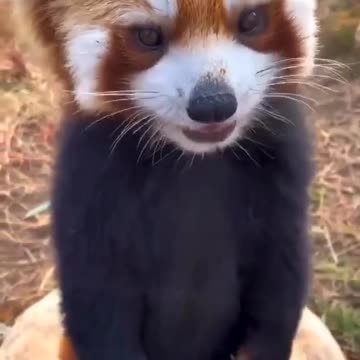 Red panda 🐼 Joy Funny Factory