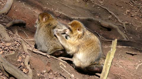 Barbary Macaque !