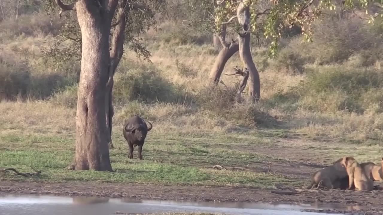 Amazing Lion attack