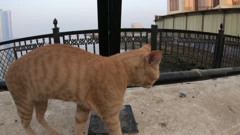 ED SHEERAN - Homeless cat in Ras Al Khaimah, UAE #cat #cats #EdSheeran #emirates #rak #ae #UAE #food