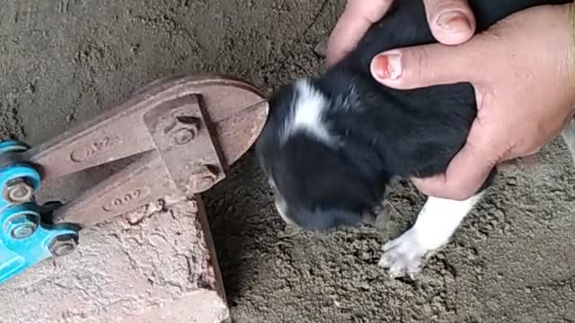 Puppy Cut Free From Metal Ring