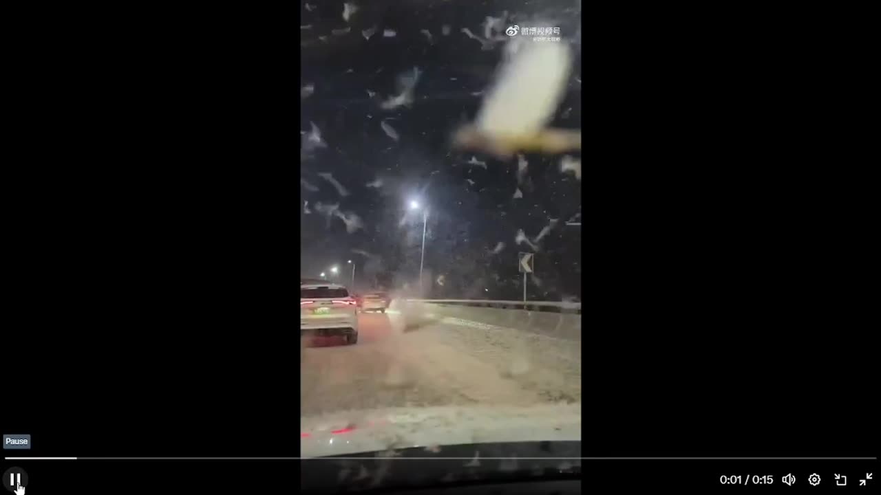 Millions of insects covering many roads in China like snow