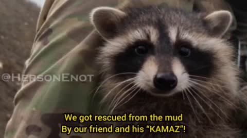 The racoon was sorting through the letters at night and found another masterpiece from Colonel