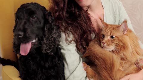 Black Dog Ft Brown Cat