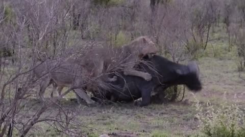 Lions stalk, attack and kill a Cape Buffalo in Kruga National Park SAB