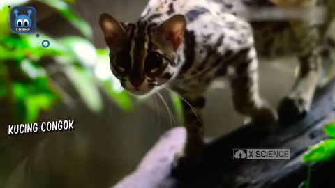 PATHETIC !Six Indonesian cats whose populations are in jeopardy.