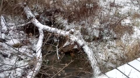 Woke up to snow this morning | The Rural Outdoors