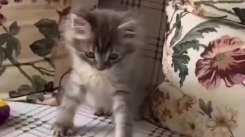 Kitten playing