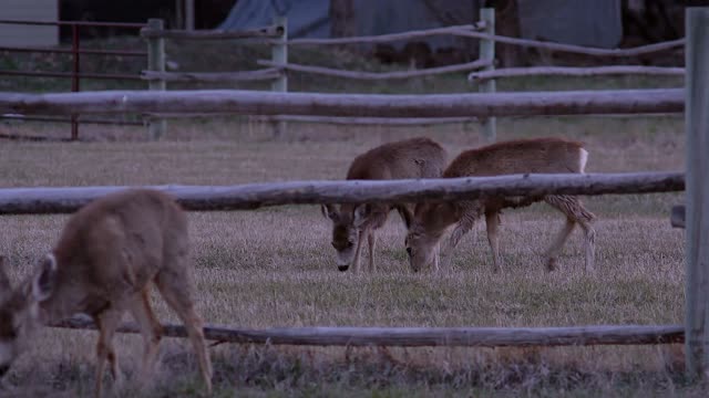 Twin Deer Yearlings