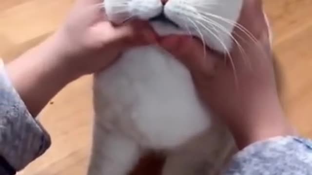 Most Satisfying Funny Cat Video 😂😂😂 #shorts