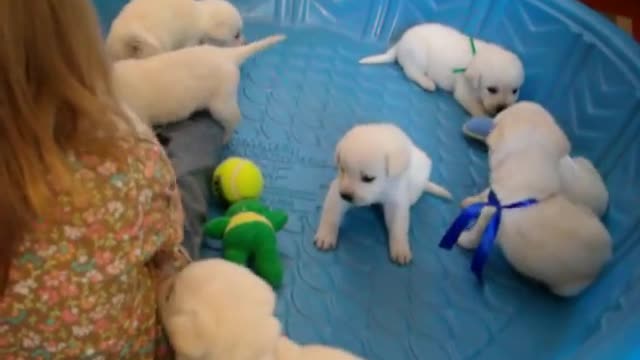 White Litter Of Labrador Puppies