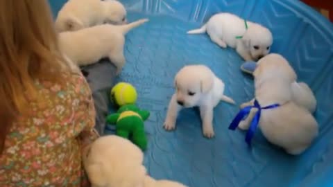 White Litter Of Labrador Puppies