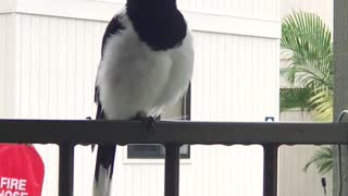 Butcherbird Mimics Other Bird Calls