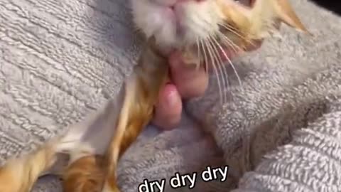 Bath time for topsy the rescued time kitten