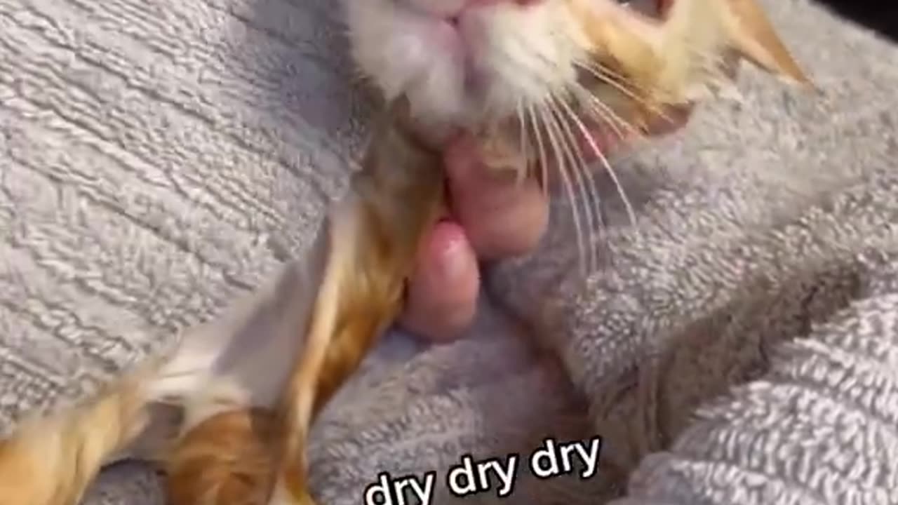 Bath time for topsy the rescued time kitten