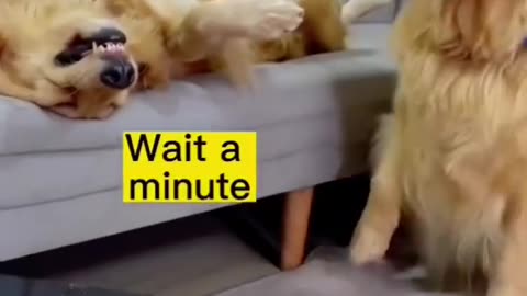 Golden Retriever Funny Moments...